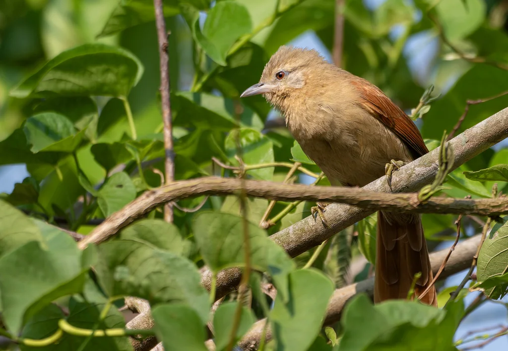 纯色软尾雀(Thripophaga fusciceps)
