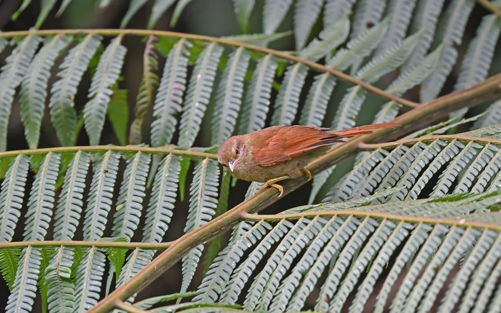 纯色软尾雀(Thripophaga fusciceps)
