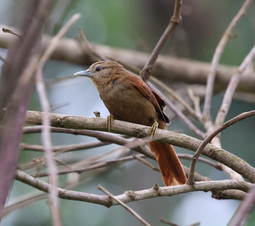 纯色软尾雀(Thripophaga fusciceps)