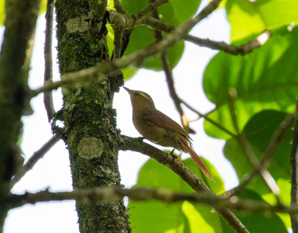 斑针尾雀(Thripophaga gutturata)
