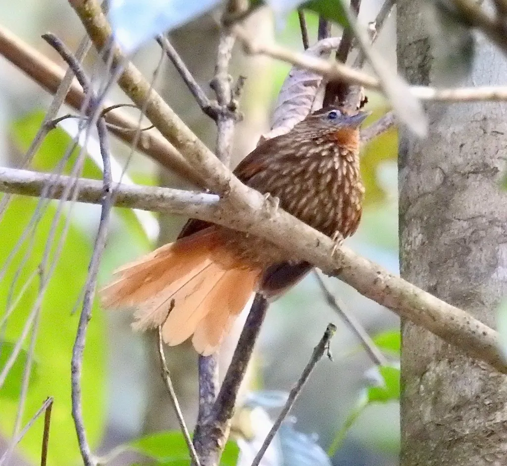 条纹软尾雀(Thripophaga macroura)