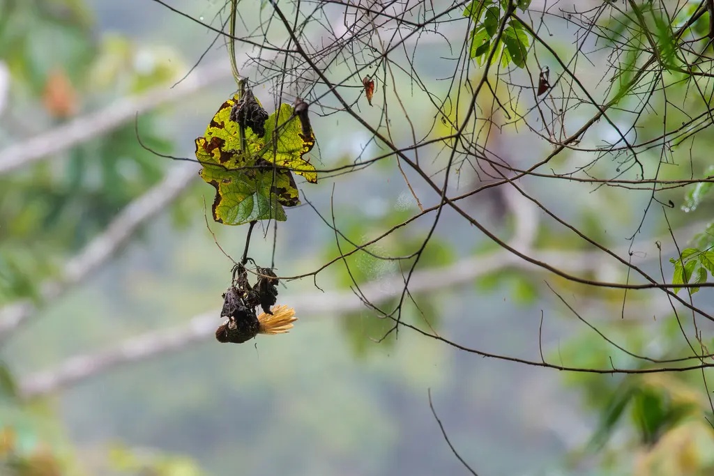 条纹软尾雀(Thripophaga macroura)