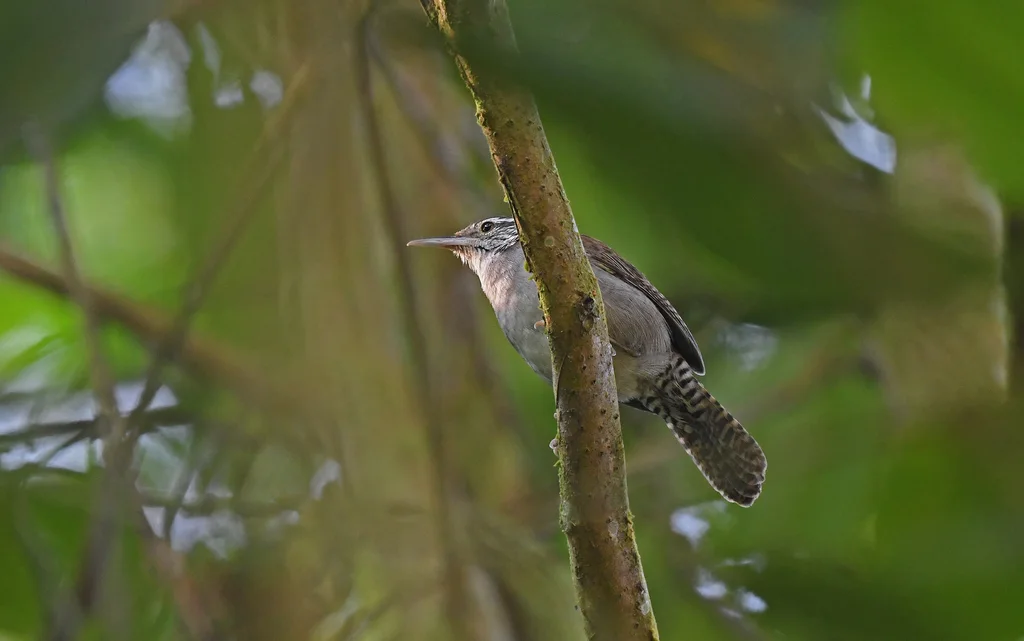 尼氏苇鹪鹩(Thryophilus nicefori)