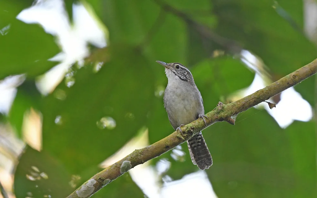 尼氏苇鹪鹩(Thryophilus nicefori)