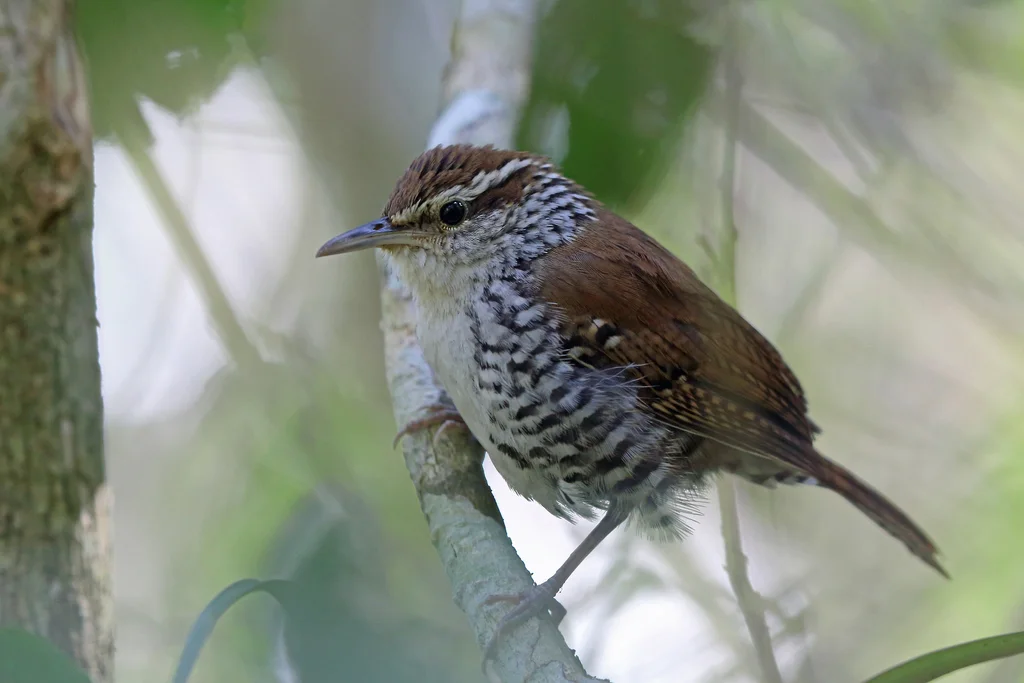 斑苇鹪鹩(Thryophilus pleurostictus)