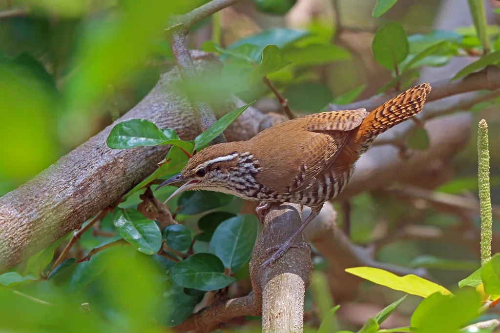 斑苇鹪鹩(Thryophilus pleurostictus)