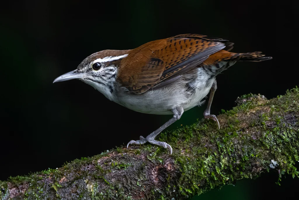 棕白苇鹪鹩(Thryophilus rufalbus)