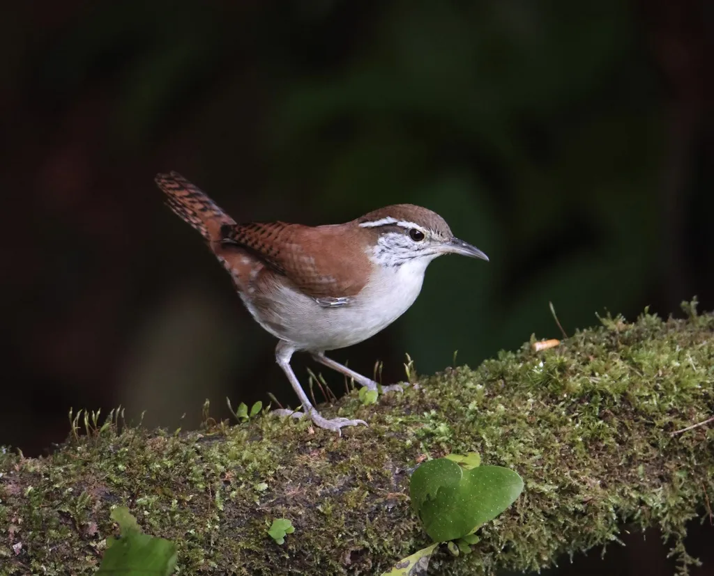棕白苇鹪鹩(Thryophilus rufalbus)