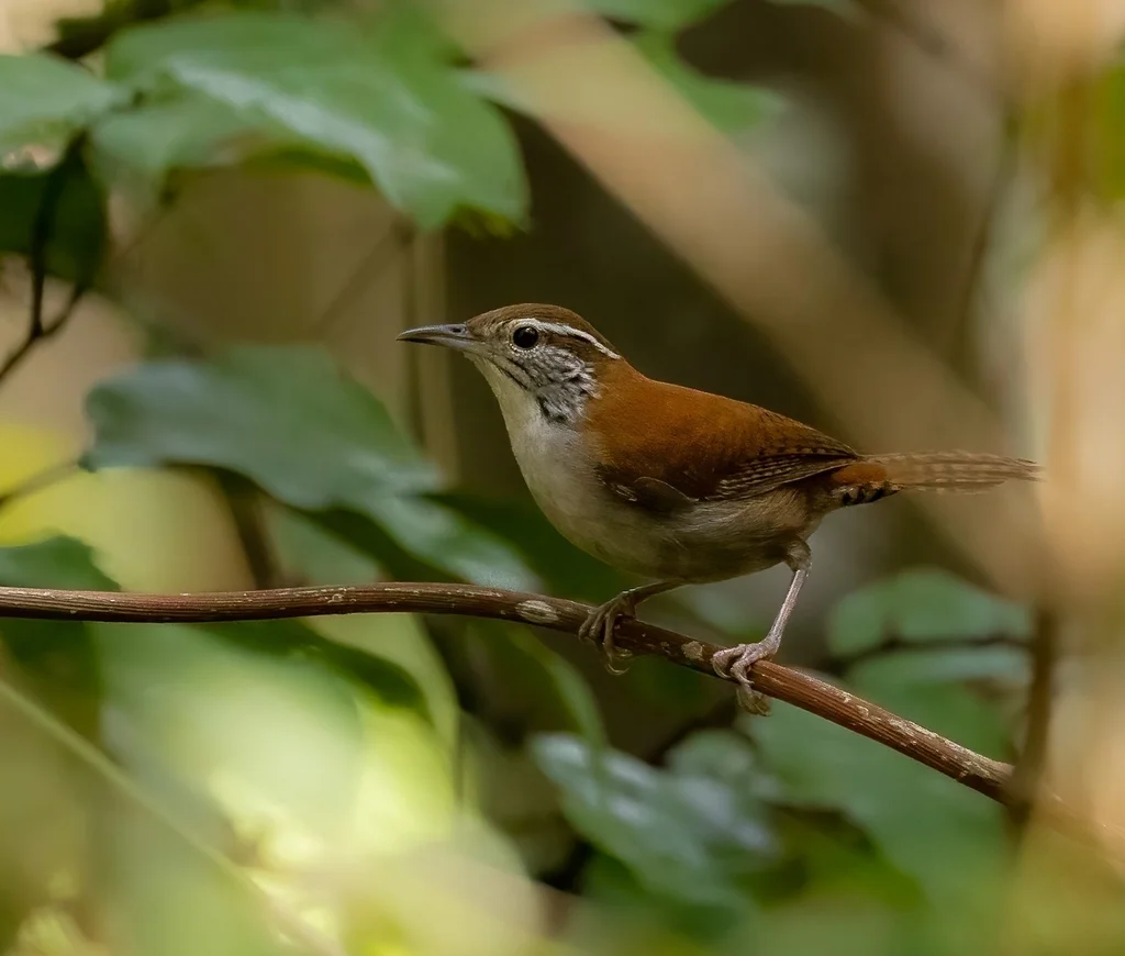 棕白苇鹪鹩(Thryophilus rufalbus)