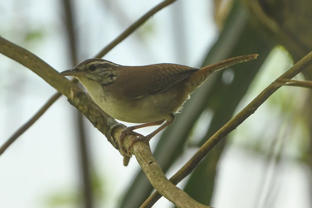 淡脸苇鹪鹩(Thryophilus sernai)