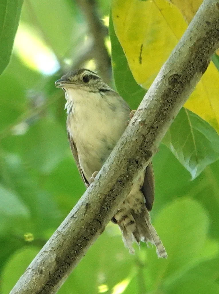 淡脸苇鹪鹩(Thryophilus sernai)