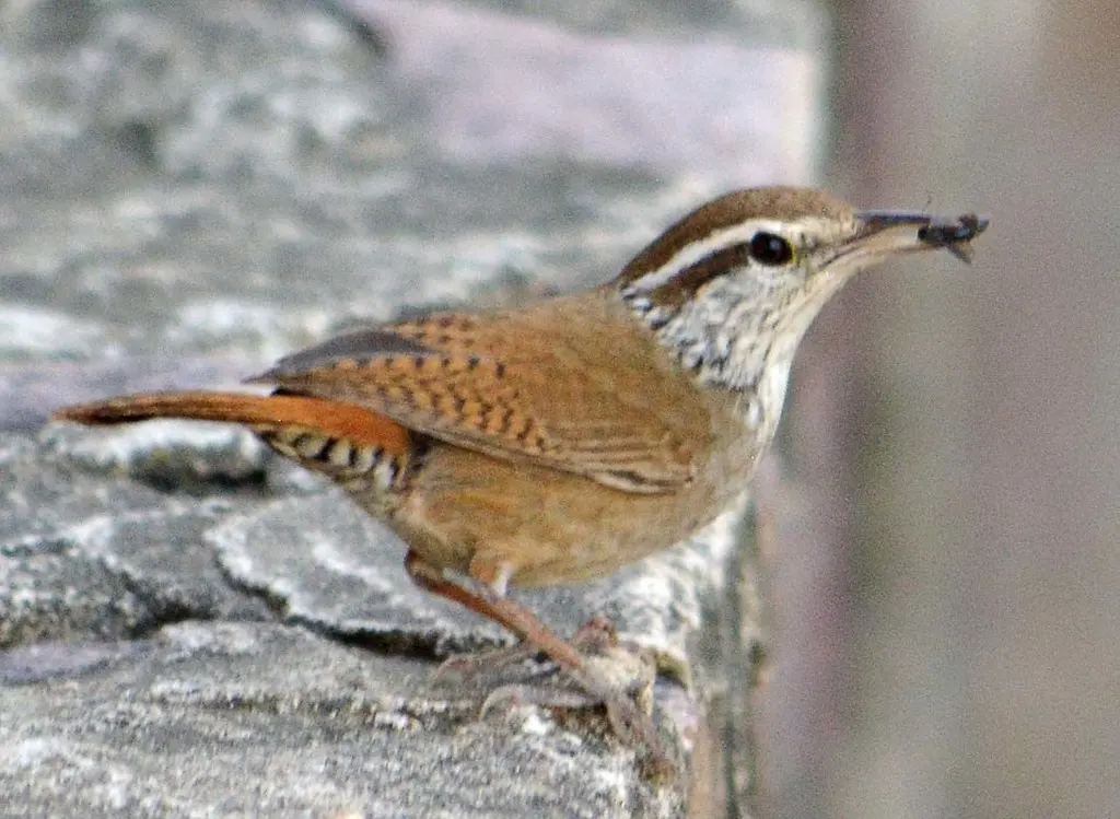 斑臀苇鹪鹩(Thryophilus sinaloa)