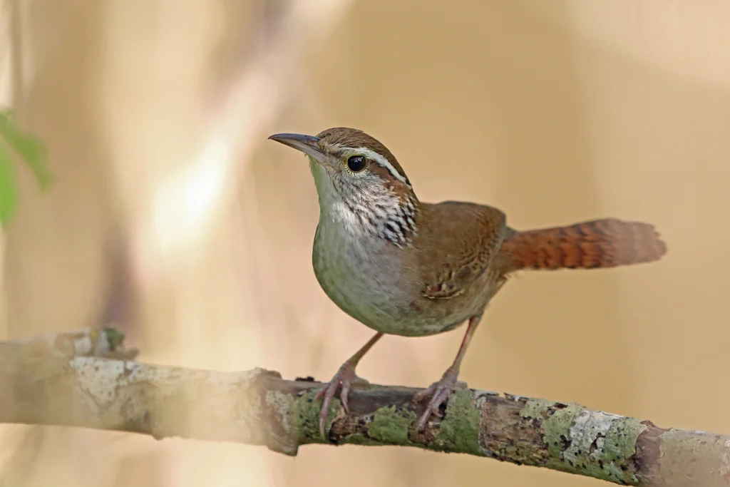 斑臀苇鹪鹩(Thryophilus sinaloa)