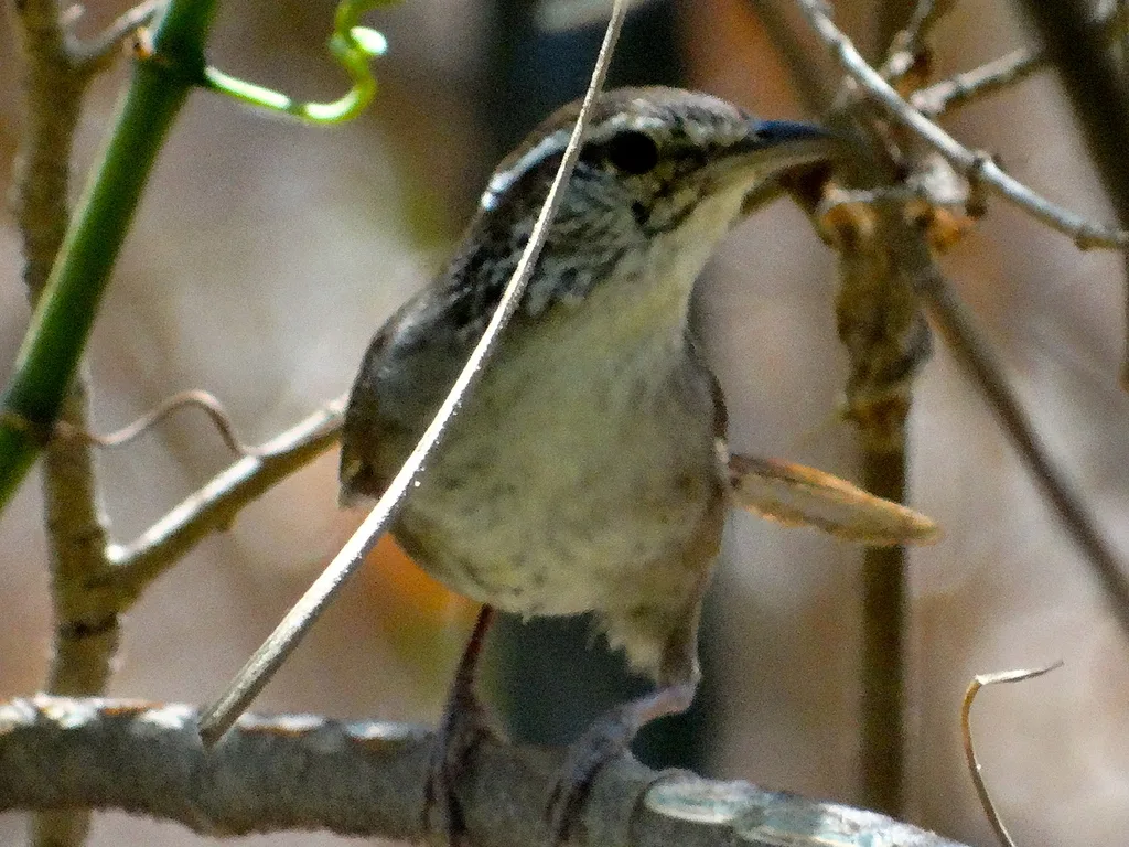 斑臀苇鹪鹩(Thryophilus sinaloa)