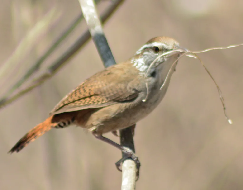 斑臀苇鹪鹩(Thryophilus sinaloa)