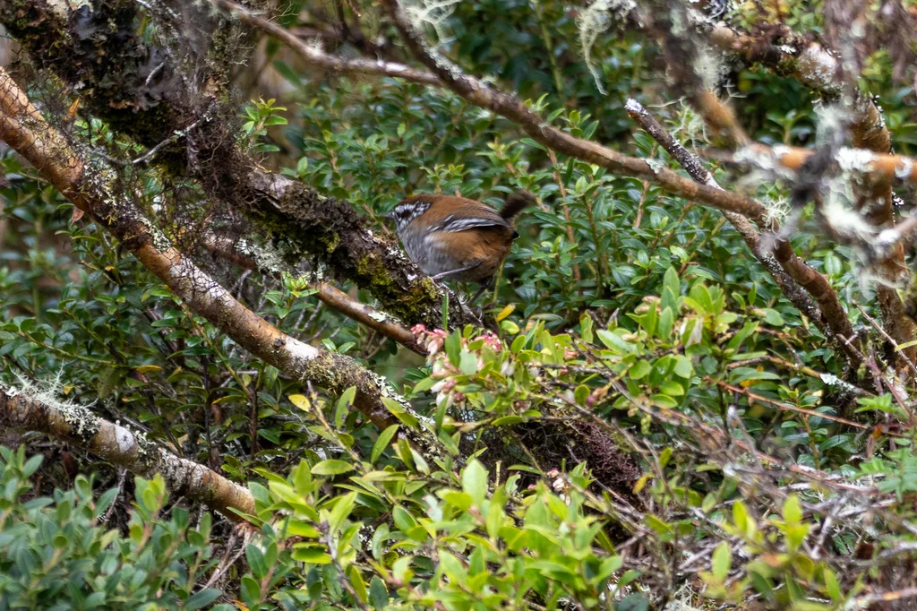 高山鹪鹩(Thryorchilus browni)