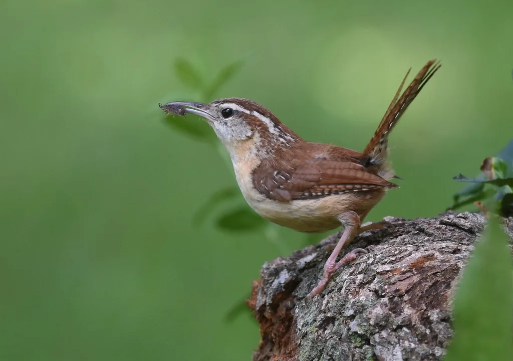 卡罗苇鹪鹩(Thryothorus ludovicianus)