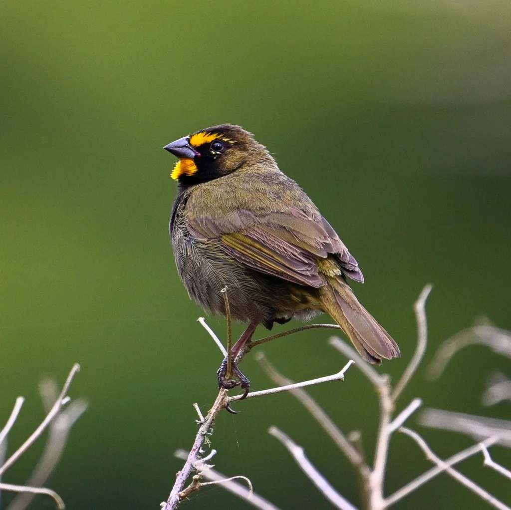 黄脸草雀(Tiaris olivaceus)