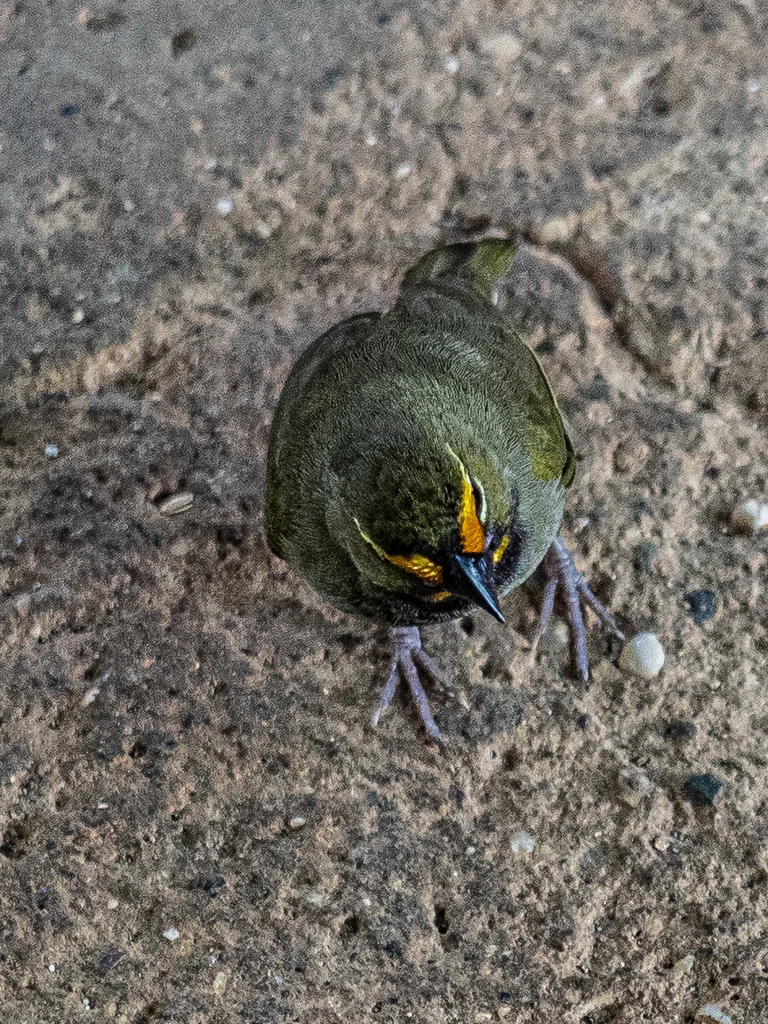 黄脸草雀(Tiaris olivaceus)