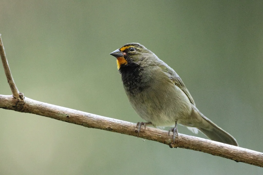 黄脸草雀(Tiaris olivaceus)