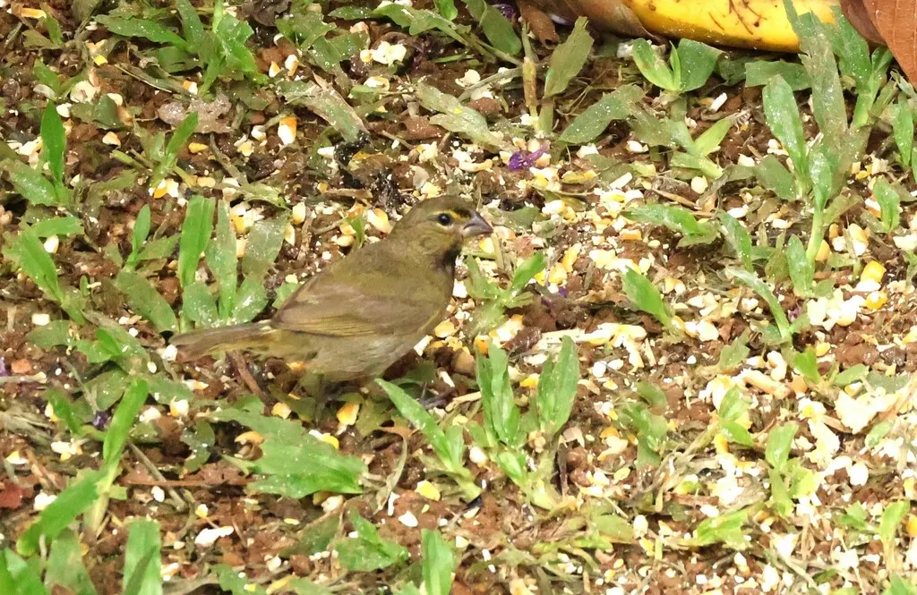 黄脸草雀(Tiaris olivaceus)