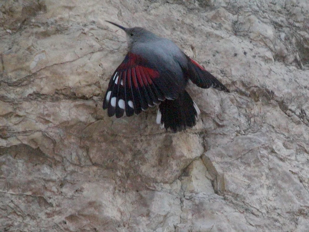 红翅旋壁雀(Tichodroma muraria)