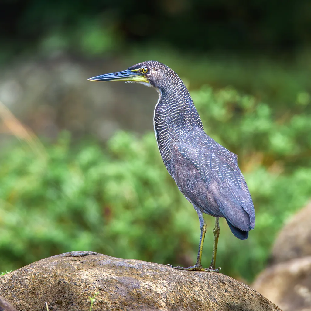 横纹虎鹭(Tigrisoma fasciatum)