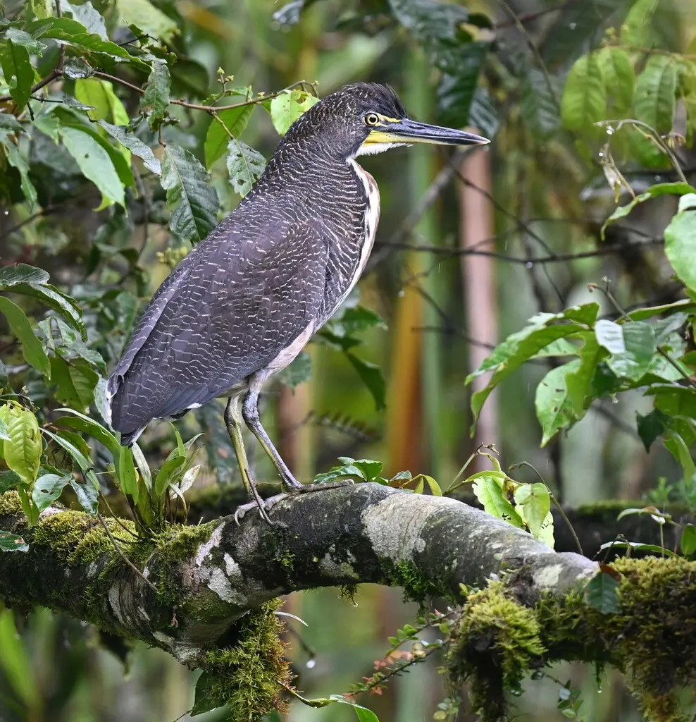 横纹虎鹭(Tigrisoma fasciatum)