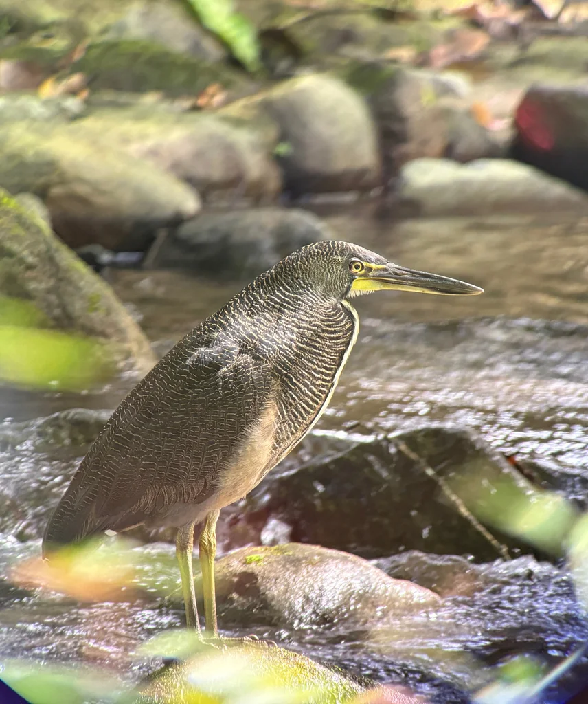横纹虎鹭(Tigrisoma fasciatum)
