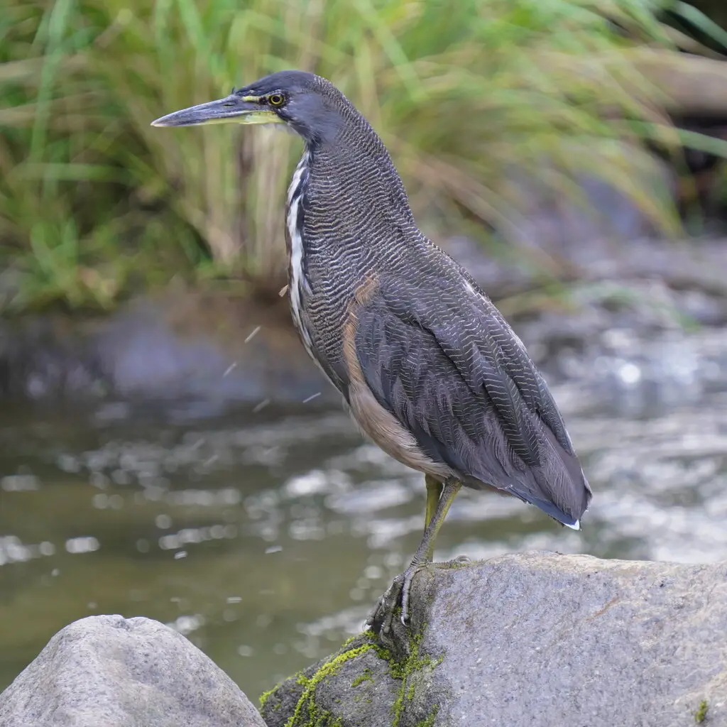 横纹虎鹭(Tigrisoma fasciatum)