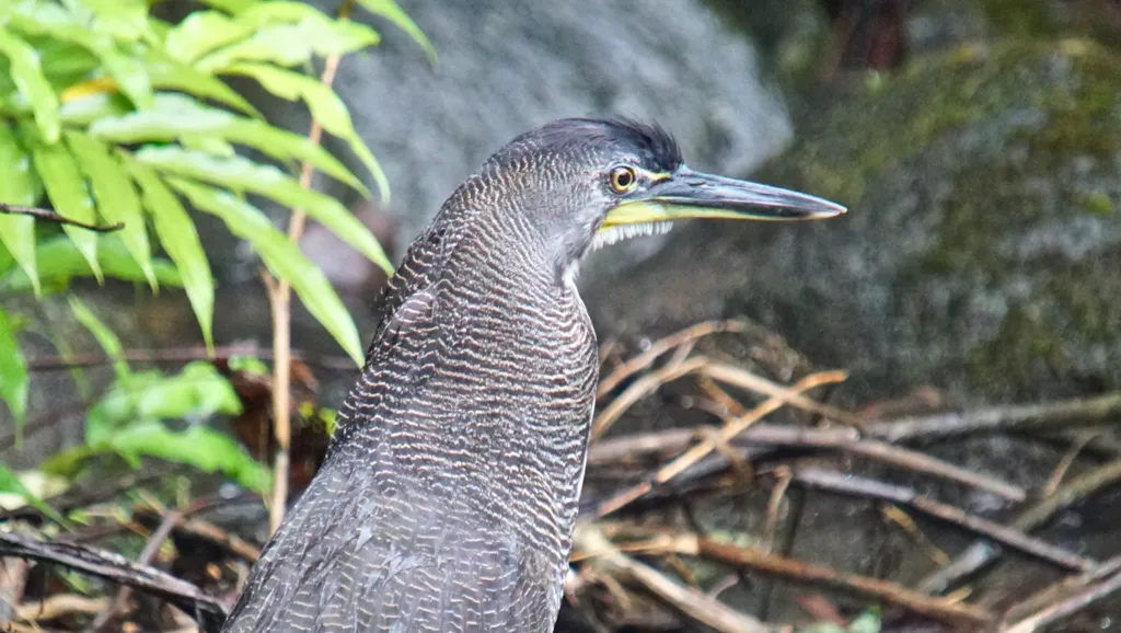 横纹虎鹭(Tigrisoma fasciatum)