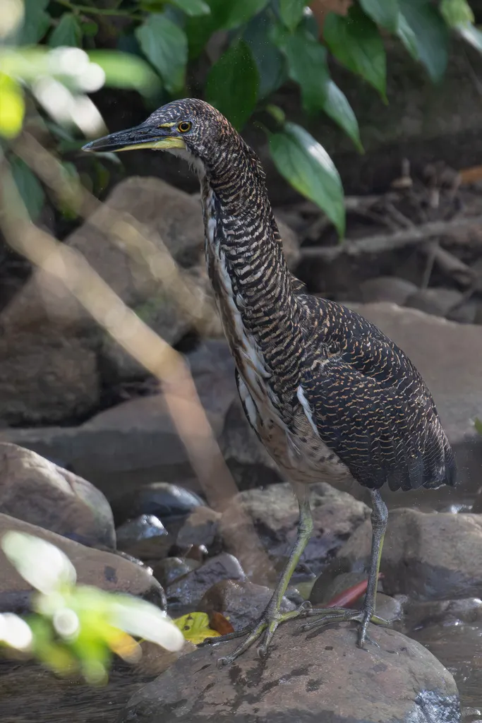 横纹虎鹭(Tigrisoma fasciatum)