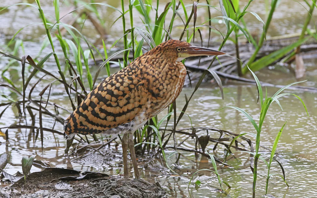 栗虎鹭(Tigrisoma lineatum)