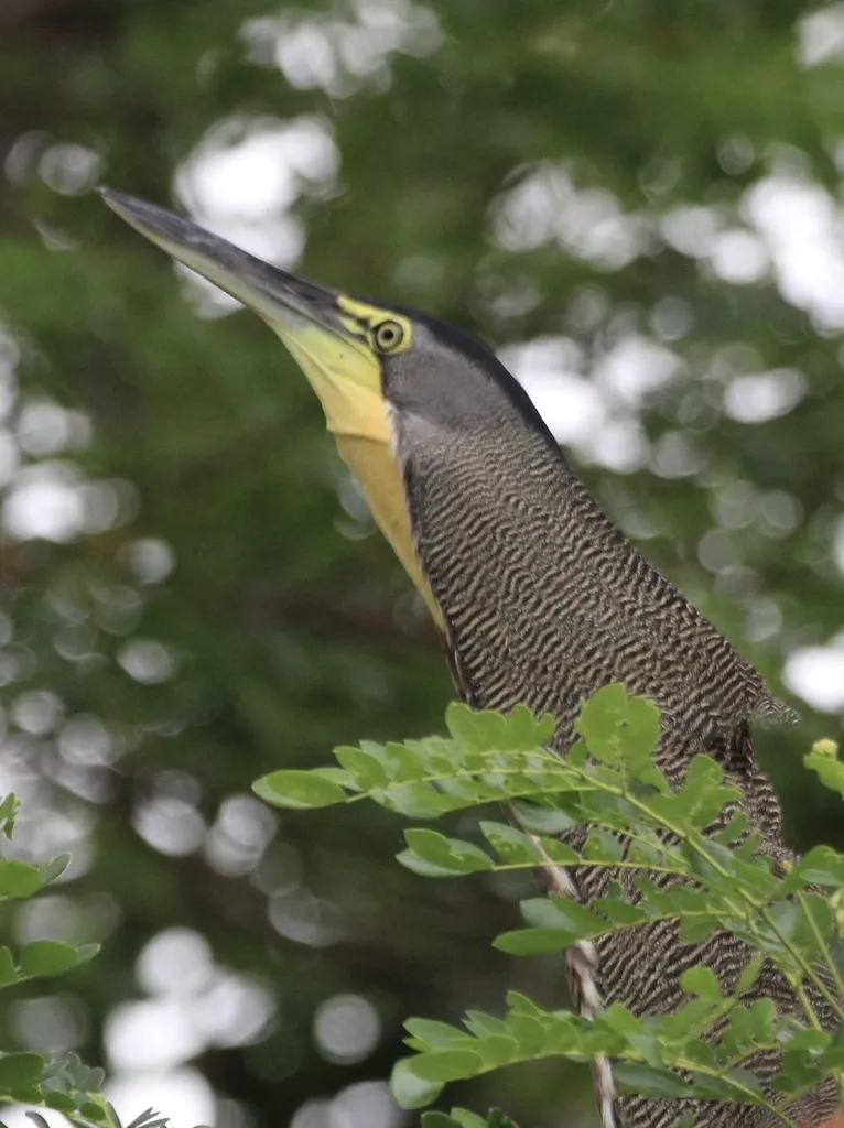 裸喉虎鹭(Tigrisoma mexicanum)
