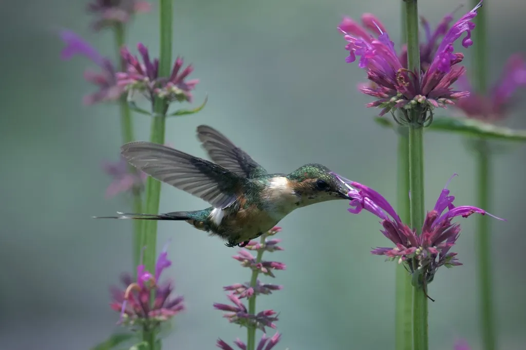 火尾蜂鸟（Tilmatura dupontii）