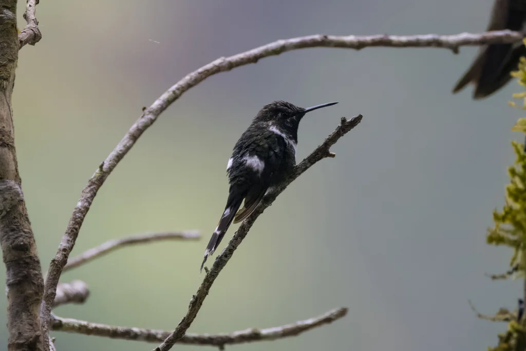 火尾蜂鸟（Tilmatura dupontii）