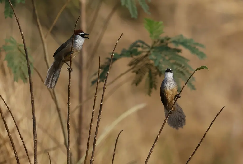 红顶鹛(Timalia pileata)