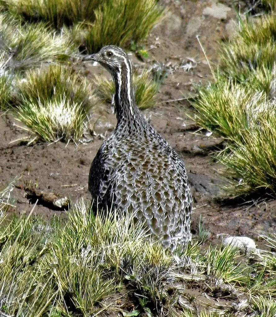 南山䳍（Tinamotis ingoufi）
