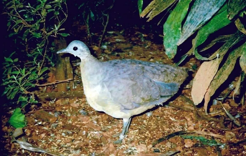 白喉䳍(Tinamus guttatus)