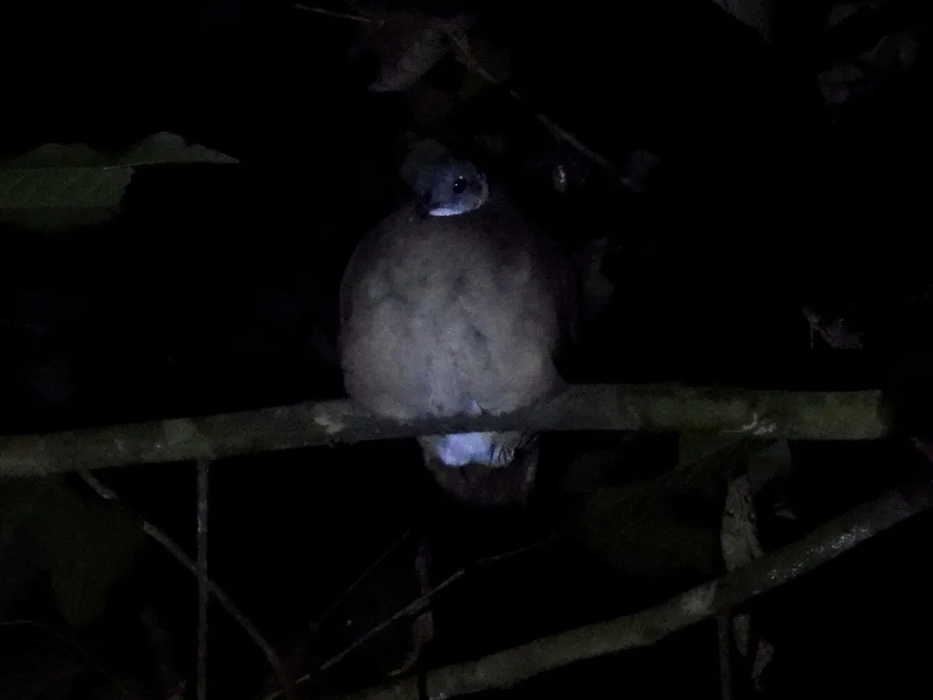 白喉䳍(Tinamus guttatus)