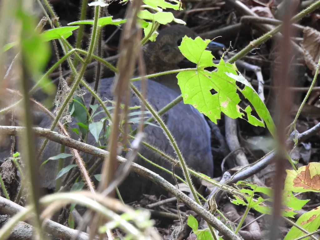 孤䳍(Tinamus solitarius)