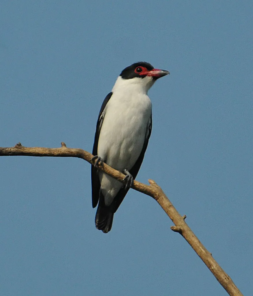 黑尾蒂泰霸鹟(Tityra cayana)