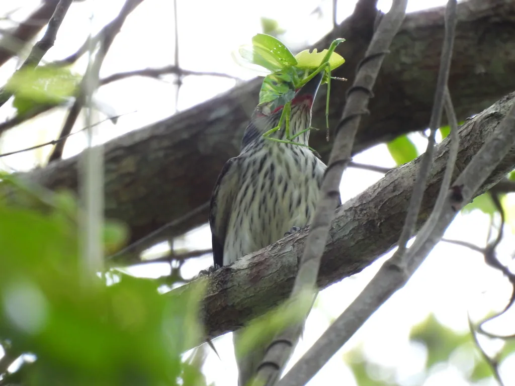 黑尾蒂泰霸鹟(Tityra cayana)