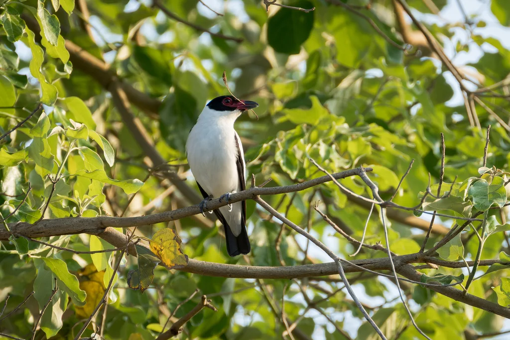 黑尾蒂泰霸鹟(Tityra cayana)