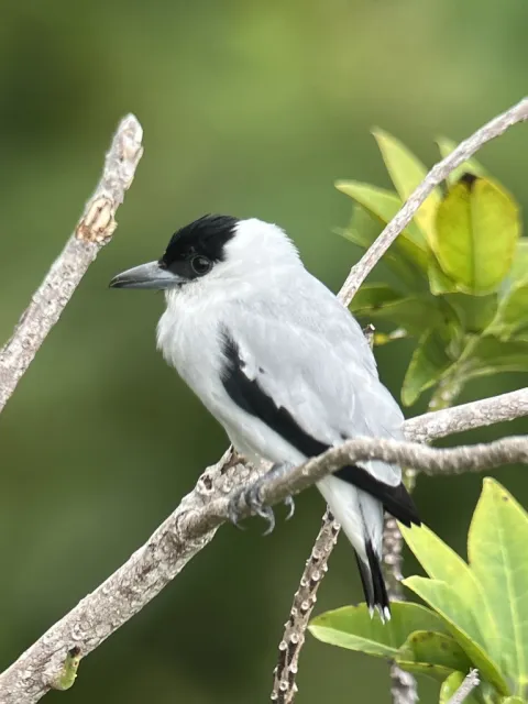 黑顶蒂泰霸鹟