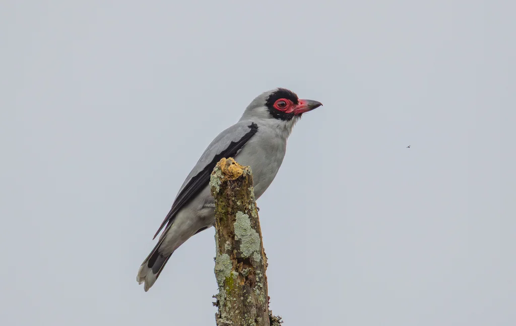 花脸蒂泰霸鹟(Tityra semifasciata)