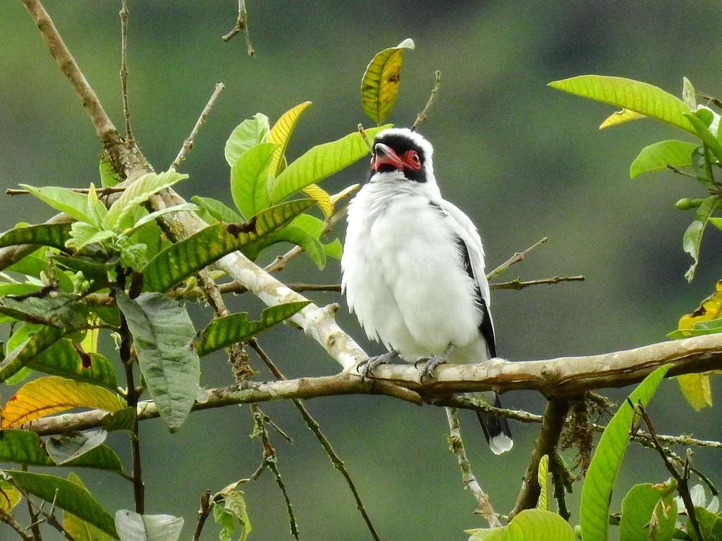 花脸蒂泰霸鹟(Tityra semifasciata)