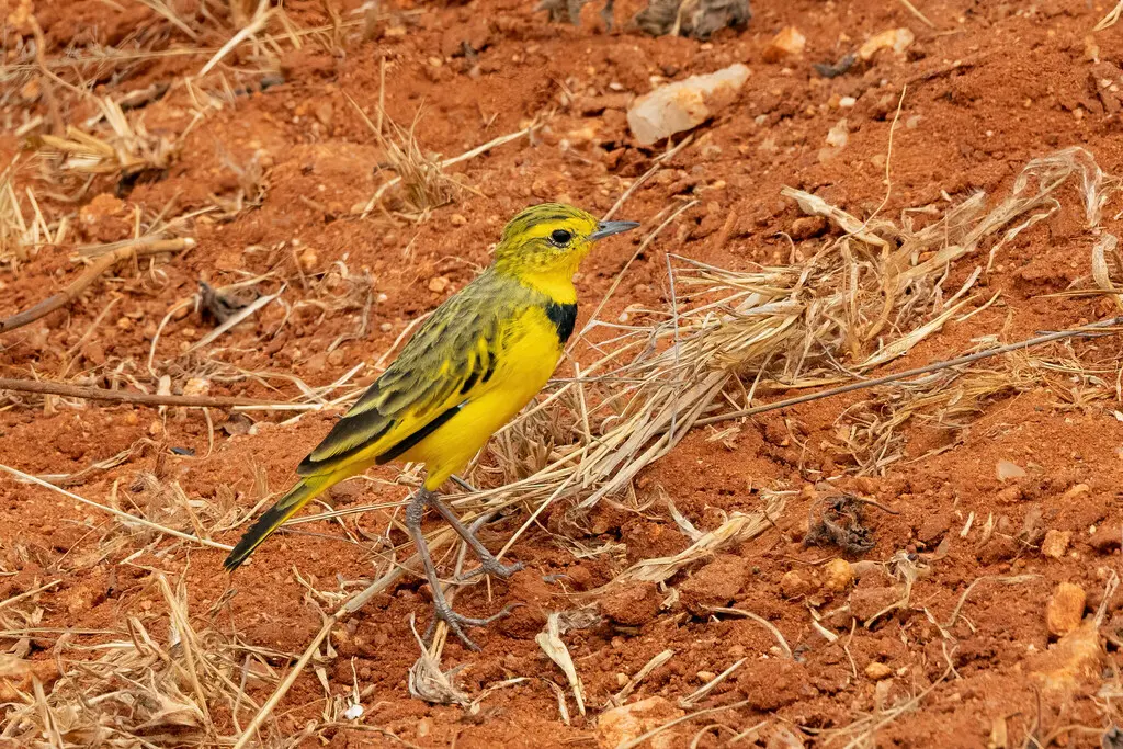 金鹨(Tmetothylacus tenellus)