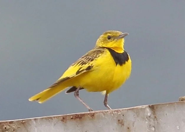 金鹨(Tmetothylacus tenellus)