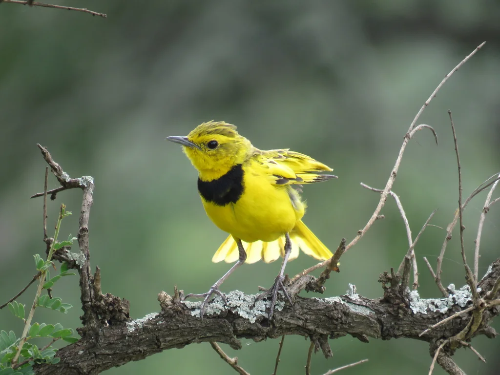 金鹨(Tmetothylacus tenellus)
